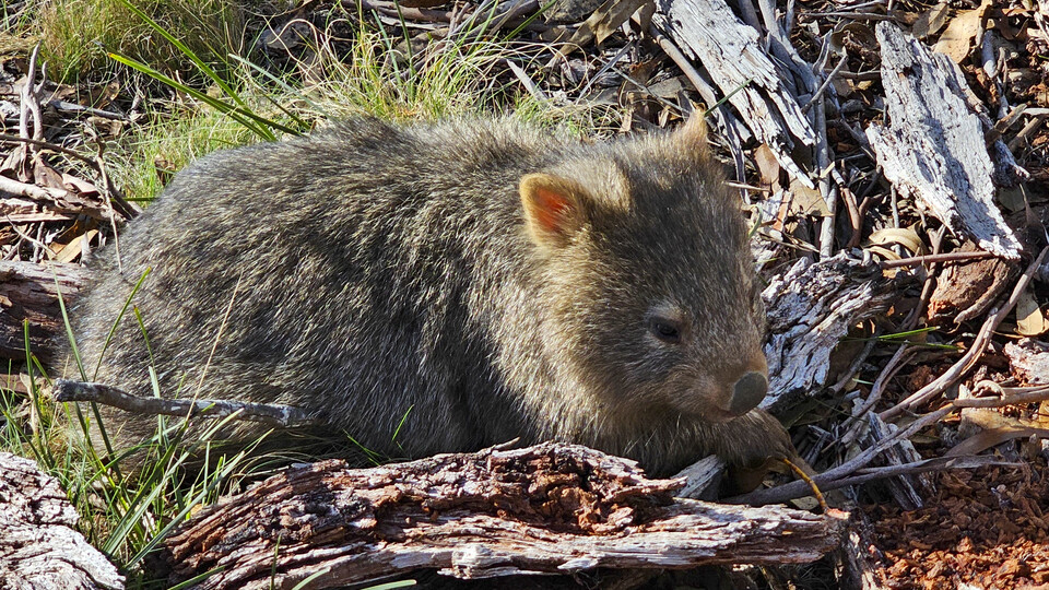 26NSW12BabyWombat