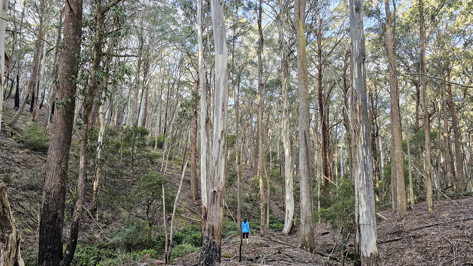 26NSW12TallForest