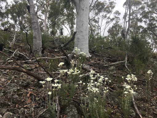 TarloFlannelFlowers