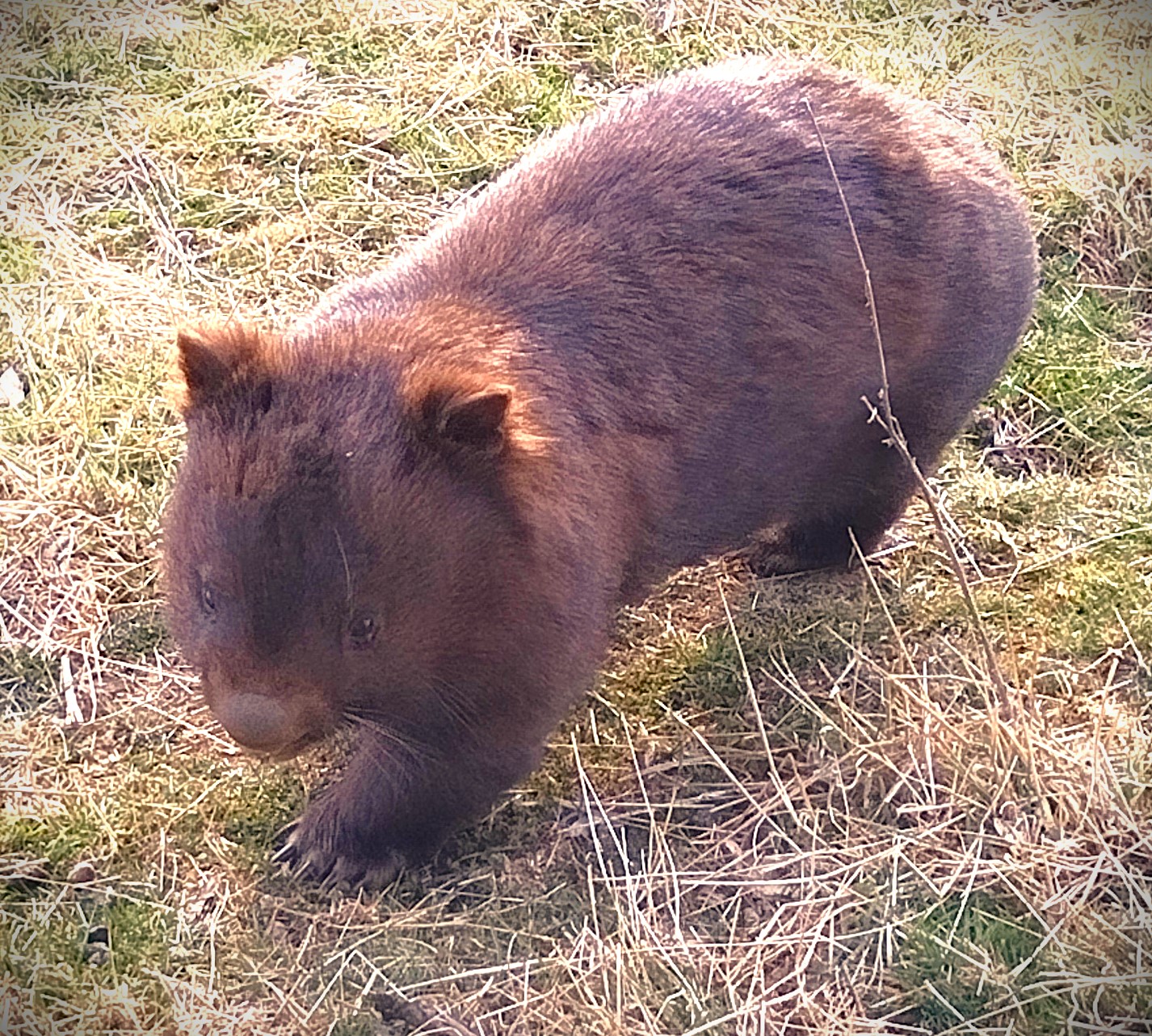 Wombat